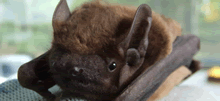 Noctule bat