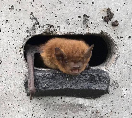 Shouty Soprano Pipistrelle